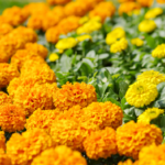 Fallas Marigold