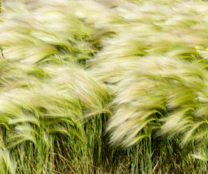 Fallas Mexican Feather Grass