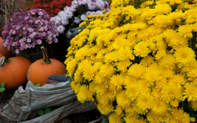 5 Best Fall Flowers For North Texas
