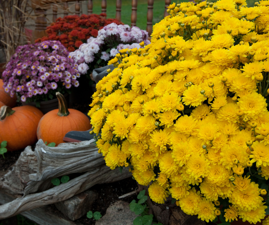 5 Best Fall Flowers For North Texas Landscape Design Fallas