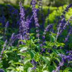 Fallas Mystic Spires Blue Salvia