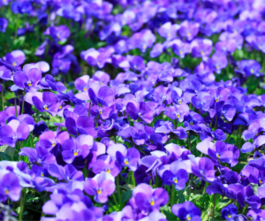 Fallas Plano landscaping Pansies