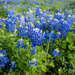 Fallas Texas Blue Bonnet
