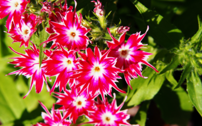 Late-Season Color: Annuals and Perennials to Plant Now