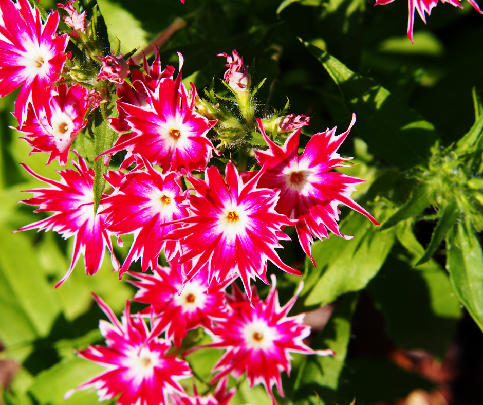 Late-Season Color: Annuals and Perennials to Plant Now
