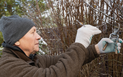 Easy Winter Lawn and Landscape Maintenance Tips for a Vibrant North Texas Spring
