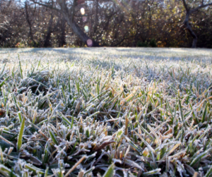 Fallas Winter Lawn Care