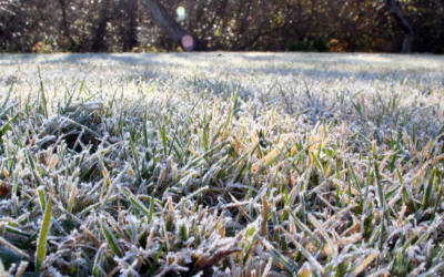 Why You Need Winter Lawn Care