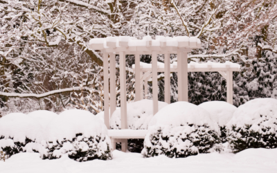 How To Protect Outdoor Plants During Winter