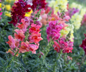 Fallas Wylie Landscaping Snapdragons