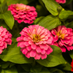 Fallas Zinnias