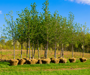 Fallas fall tree planting