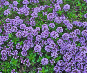 Fallas ground cover thyme