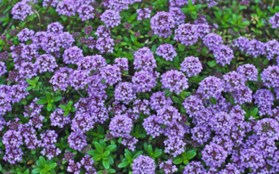 Fast-Growing Ground Cover for Sun or Shade