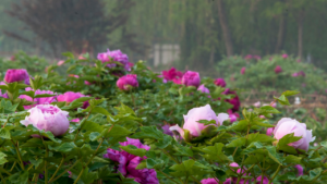 Fallas landscape peonies