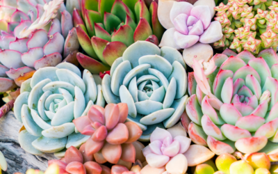 Top 8 Tips to Grow Succulents