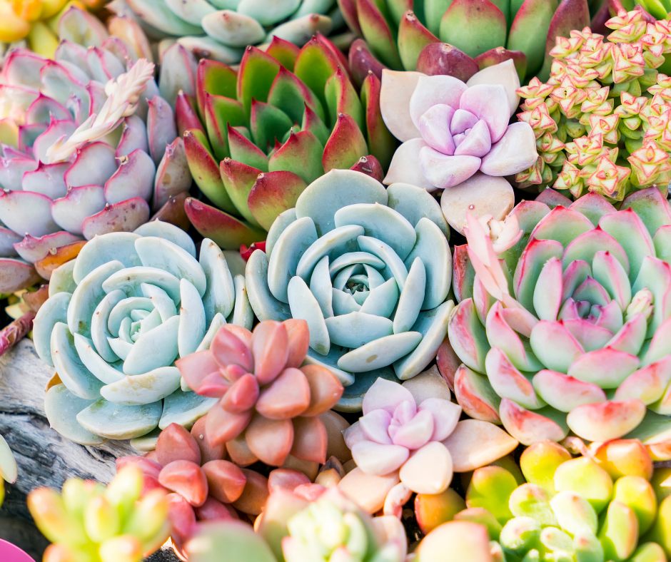Top 8 Tips to Grow Succulents