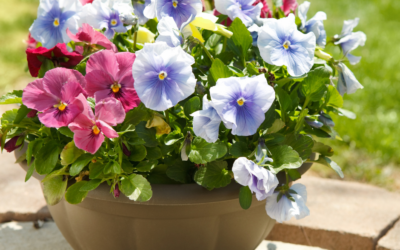 Adding Color to Your Lawn with Potted Plants and Flowers