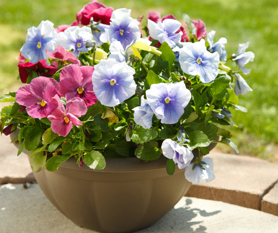 Adding Color to Your Lawn with Potted Plants and Flowers