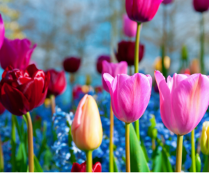 Fallas Landscape spring flowers