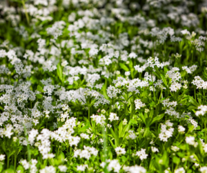 Fallas sweet woodruff