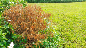 Freeze damaged shrubs