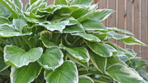 Hostas Fallas landscaping