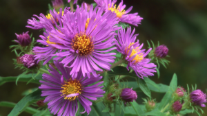 New England Aster