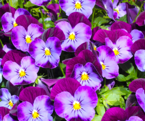 Pansies at Fallas Landscape