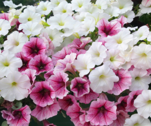 Petunias at Fallas Landscape