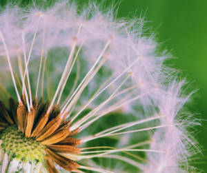 Pre-emergent weed killer