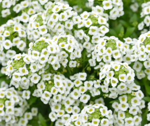 Sweet Alyssum