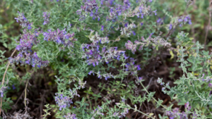 catmint