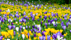 crocuses Fallas Landscape