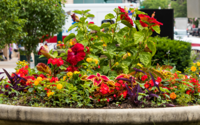 How To Use Accent Planters to Beautify Your Landscape