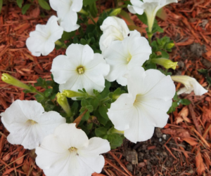 mulch Fallas landscape