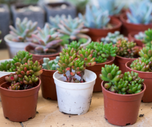 small potted succulents Fallas Landscape